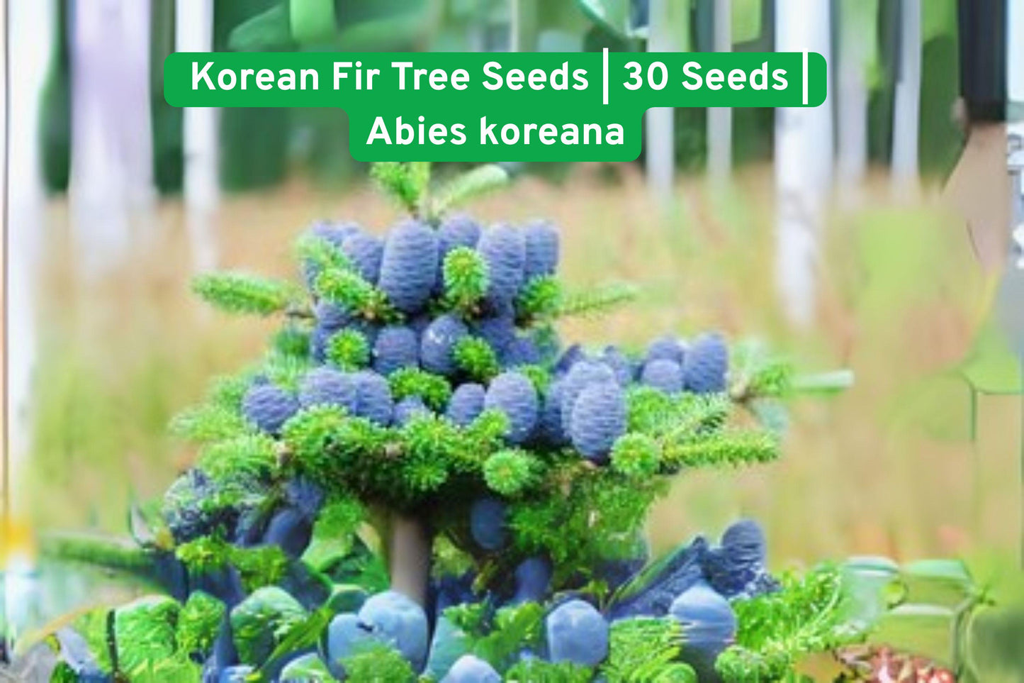 korean fir seeds,blue cone tree,evergreen garden tree,Abies koreana seeds,landscape specimen tree,cold stratification seeds,blue cone conifers,ornamental evergreen,medium size fir,rare garden tree,blue seed cones,well-draining soil tree,US grown fir seeds