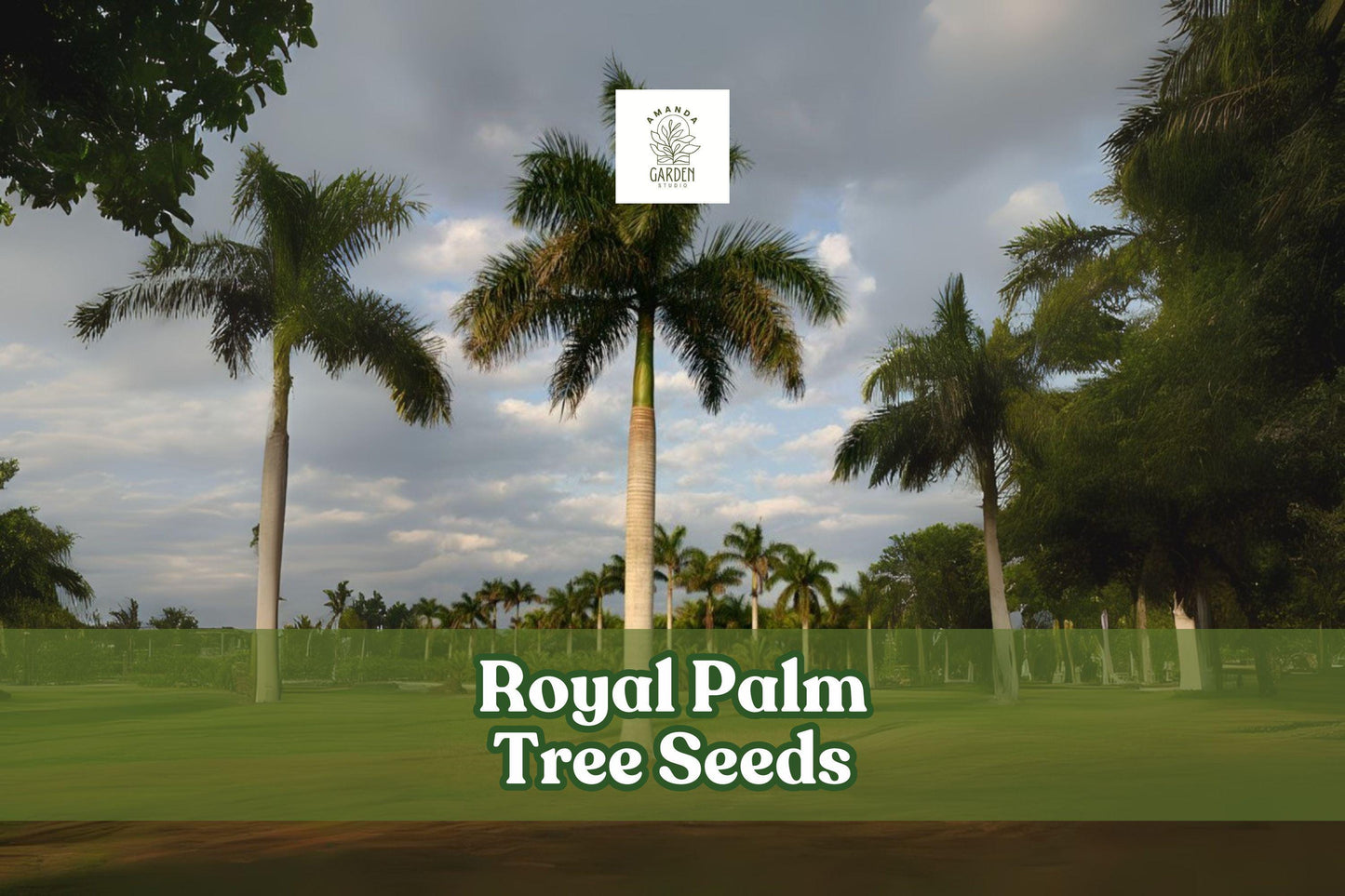 Royal Palm Tree Seeds – Roystonea regia – Tropical Landscaping, Ornamental, Evergreen, Non-GMO, Garden, Patio, Indoor