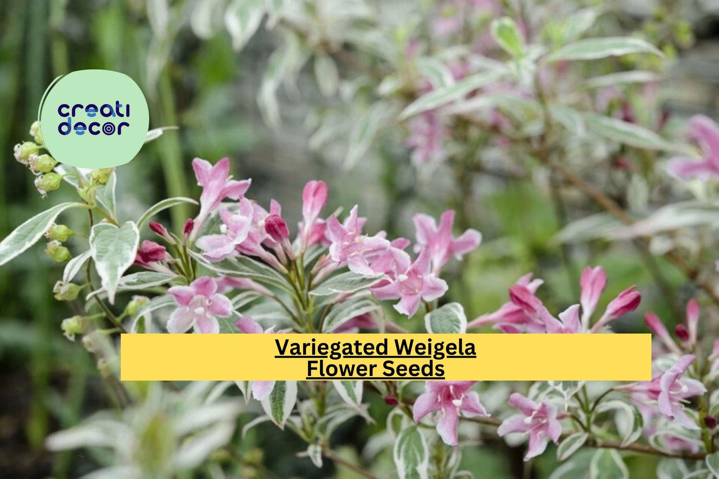 Variegated Weigela Live Plant – Bare Root 12+ Inches – Weigela florida ‘Variegata’ – Hardy Flowering Shrub for Borders & Landscaping