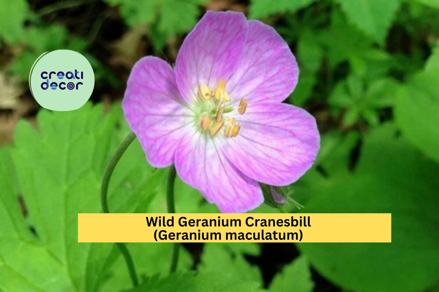 Wild Geranium Cranesbill Perennial Plants - 10 Bare Root Geranium maculatum Shade Garden Flowers