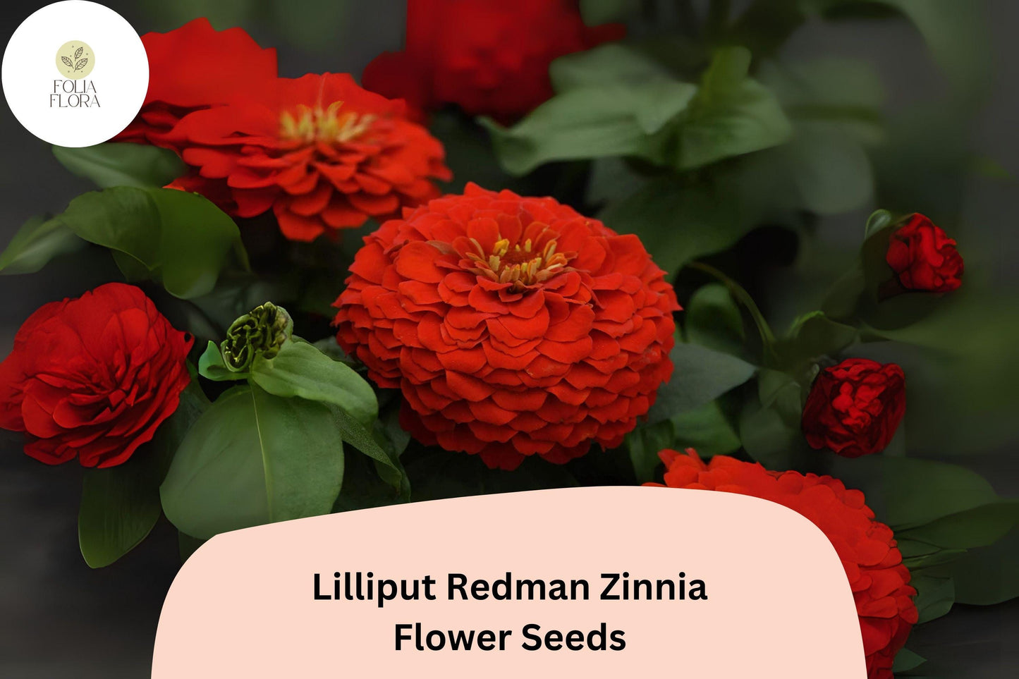 Lilliput Redman Zinnia Seeds | Heirloom Red-Orange Button Flowers | Annual Garden Flower
