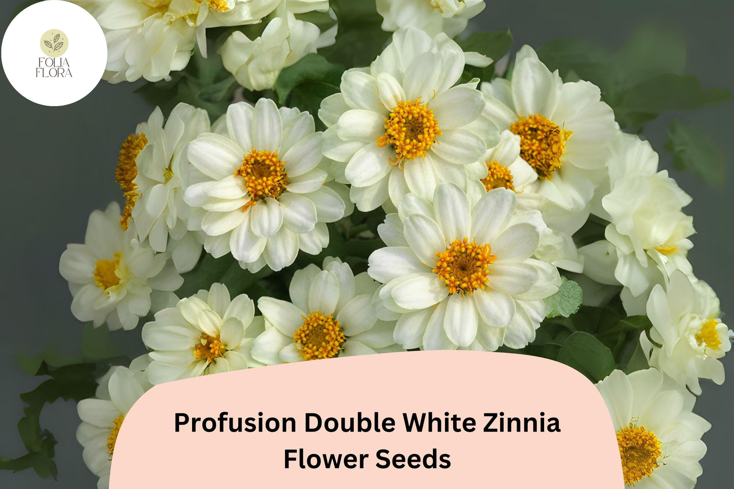 White Zinnia Seeds, Profusion Double White, Cut Flower Variety, Zinnia elegans, Bright White Blooms, Pollinator Attracting, Garden Flowers