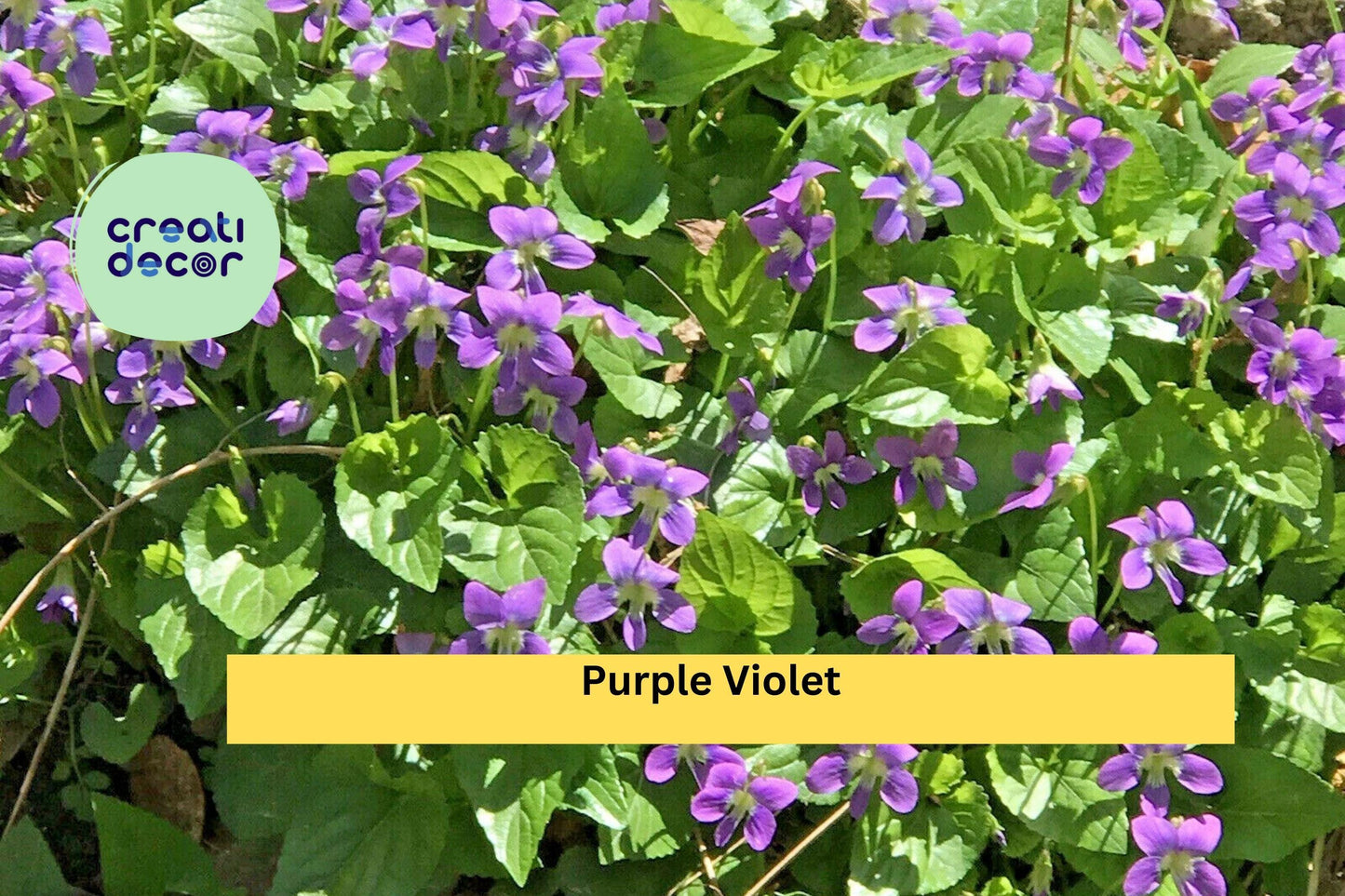 25 Bare Root Viola Perennial Flower Starters | Purple Violet Live Plants for Garden Beds & Borders
