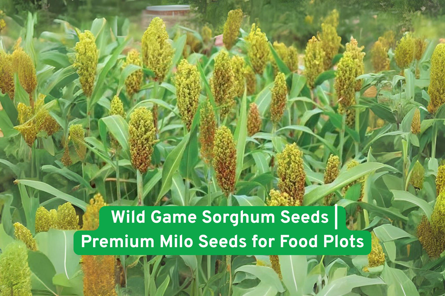wild game sorghum, Milo seed for deer, bird food plot seed, non-GMO grain seeds, heirloom wildlife seed, open-pollinated sorghum, fast-growing food plot, bird-resistant seed, annual grain crop, wildlife habitat seed, drought-tolerant millet, full sun seed, erosion control seed