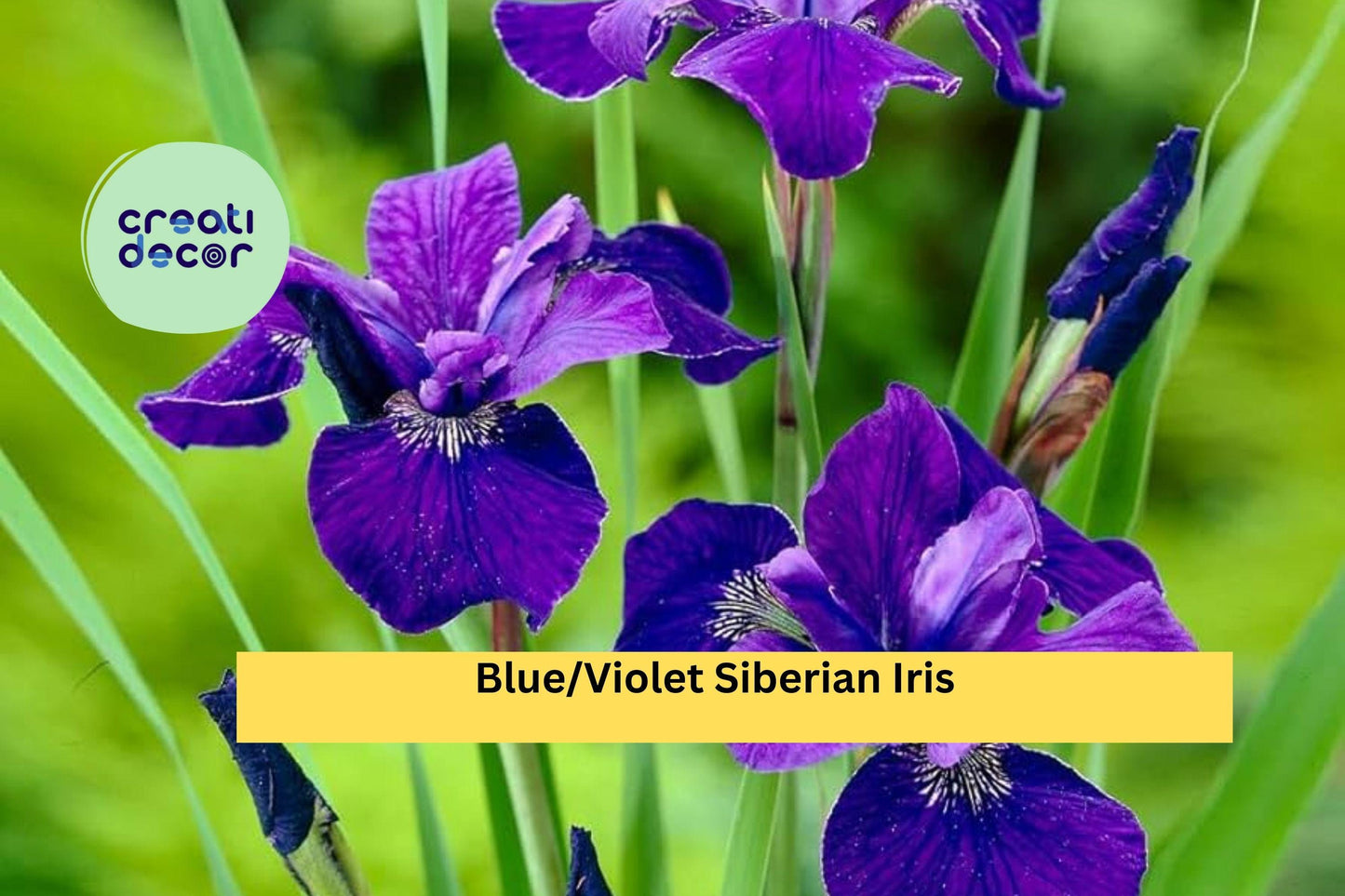 Siberian Iris Rhizomes – 5 Live Perennial Root Clumps, Blue Violet Flowers, Iris sibirica, Hardy Garden Border Plants