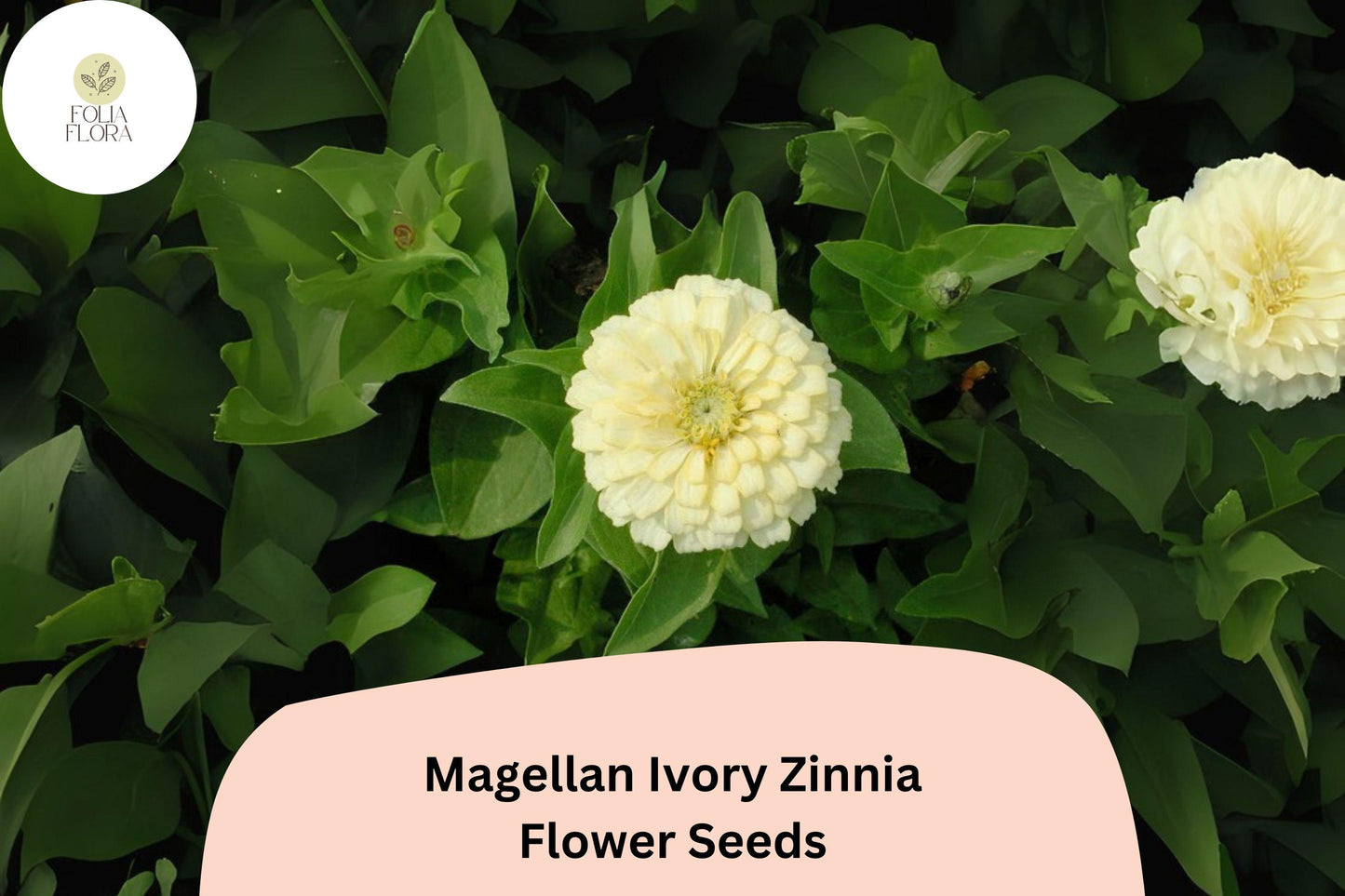 Magellan Ivory Zinnia Seeds – Creamy White Blooms for Cut Flowers, Borders & Containers – Zinnia elegans
