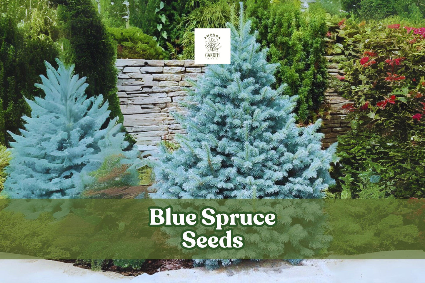 Colorado Blue Spruce Seeds – Picea pungens glauca, Ornamental Evergreen Tree, Blue-Green Needles, Hardy Zones 2-7