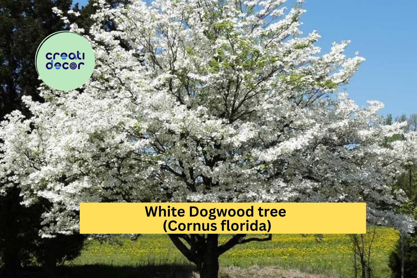 White Dogwood Tree Bare Root Starter | Cornus florida | Ornamental Flowering Tree with White Blooms & Red Fall Foliage