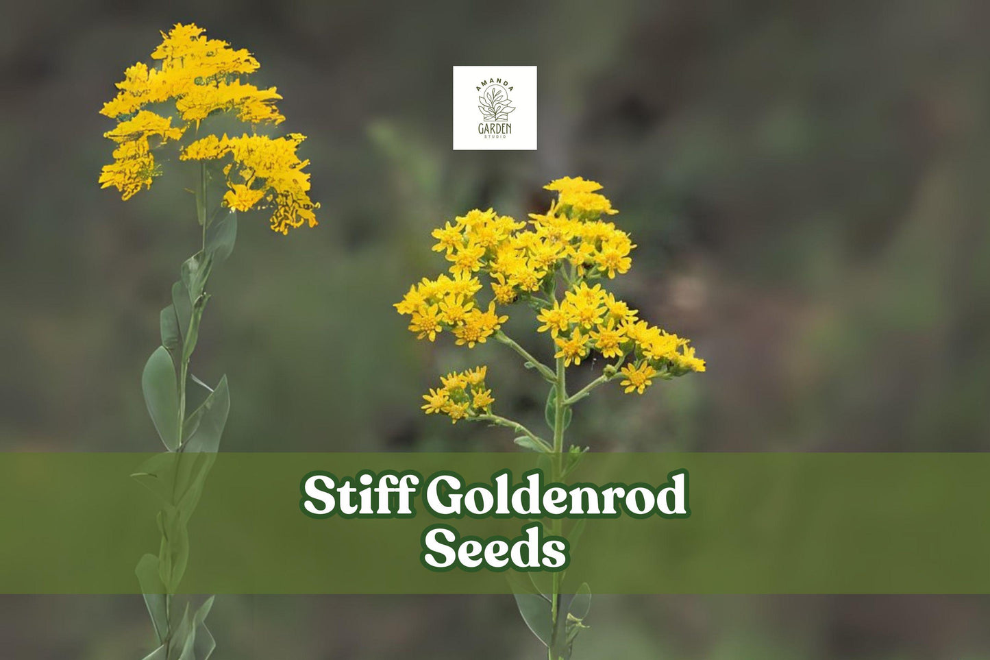 100 Stiff Goldenrod Seeds Oligoneuron rigidum Drought-Tolerant Pollinator Magnet Native Perennial