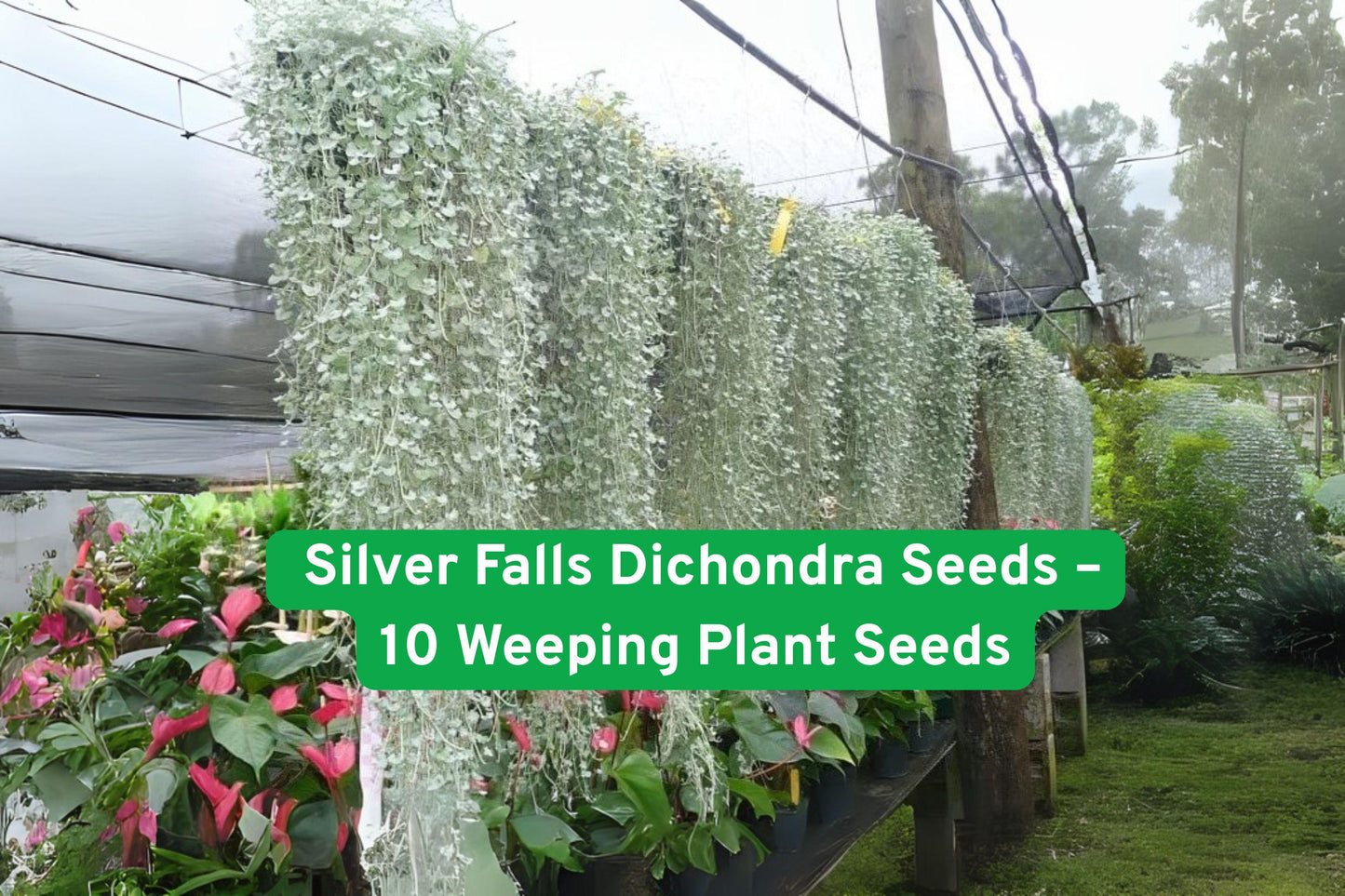 silver falls dichondra, ground cover seeds, hanging basket plant, drought tolerant seeds, trailing plant seeds, silver foliage seeds, perennial garden seeds, container plant seeds, low maintenance seeds, shade tolerant seeds, outdoor plant seeds, USA grown seeds, cascading plant seeds