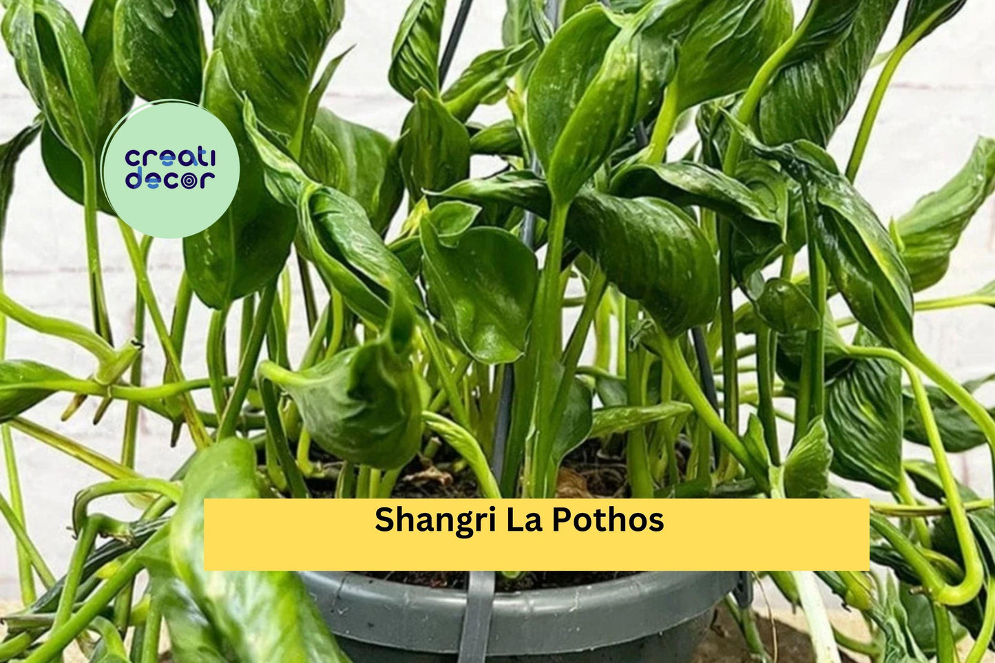 Shangri La Pothos Unrooted Cuttings â Epipremnum aureum Rare Twisted Green Houseplant Starter for Indoor Pots & Hanging Baskets