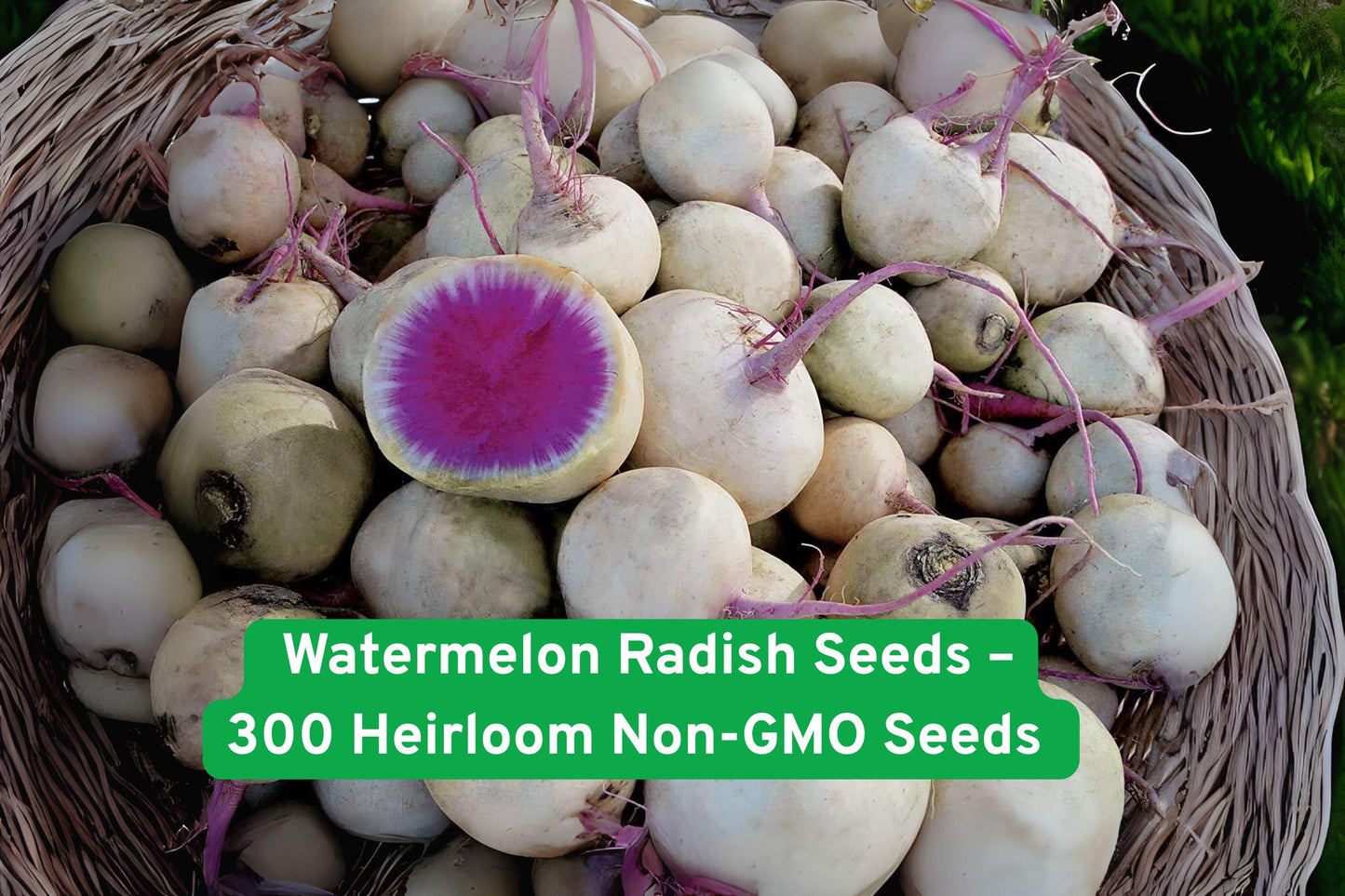 watermelon radish seeds, heirloom vegetable seeds, non-GMO radish seeds, pink center radish, salad radish seeds, heirloom root vegetables, easy grow radish, garden radish seeds, colorful radish seeds, spring planting seeds, fall garden seeds, fresh produce seeds, unique vegetable seeds
