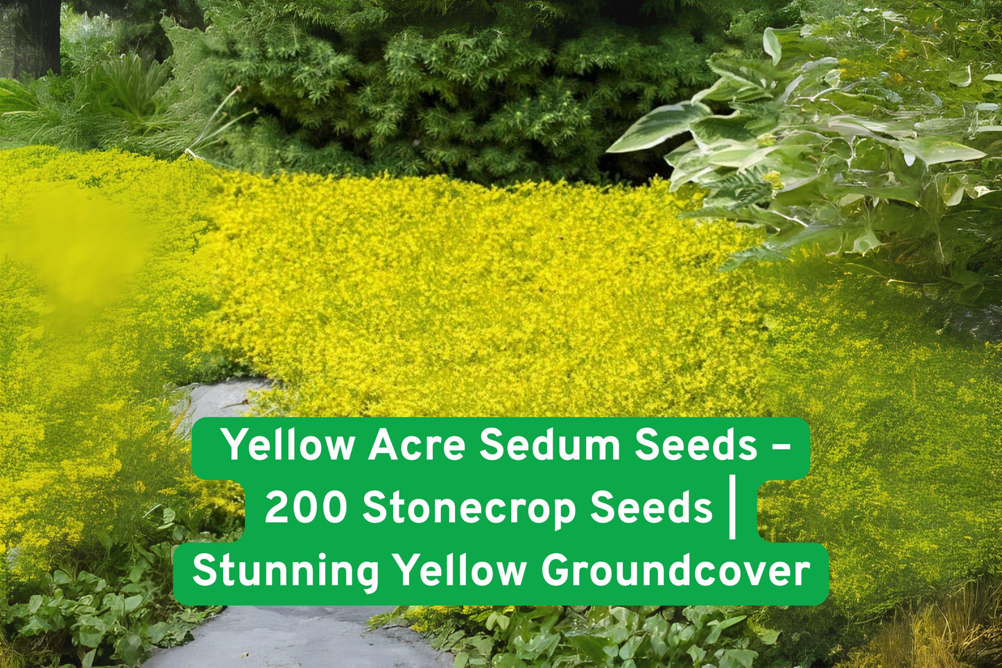 sedum seeds, yellow groundcover, drought-tolerant plant, stonecrop seeds, perennial groundcover, rock garden plant, xeriscape plant, low-maintenance seeds, fast-spreading groundcover, non-GMO seeds, sunny garden plant, hardy perennial seeds, USA grown seeds