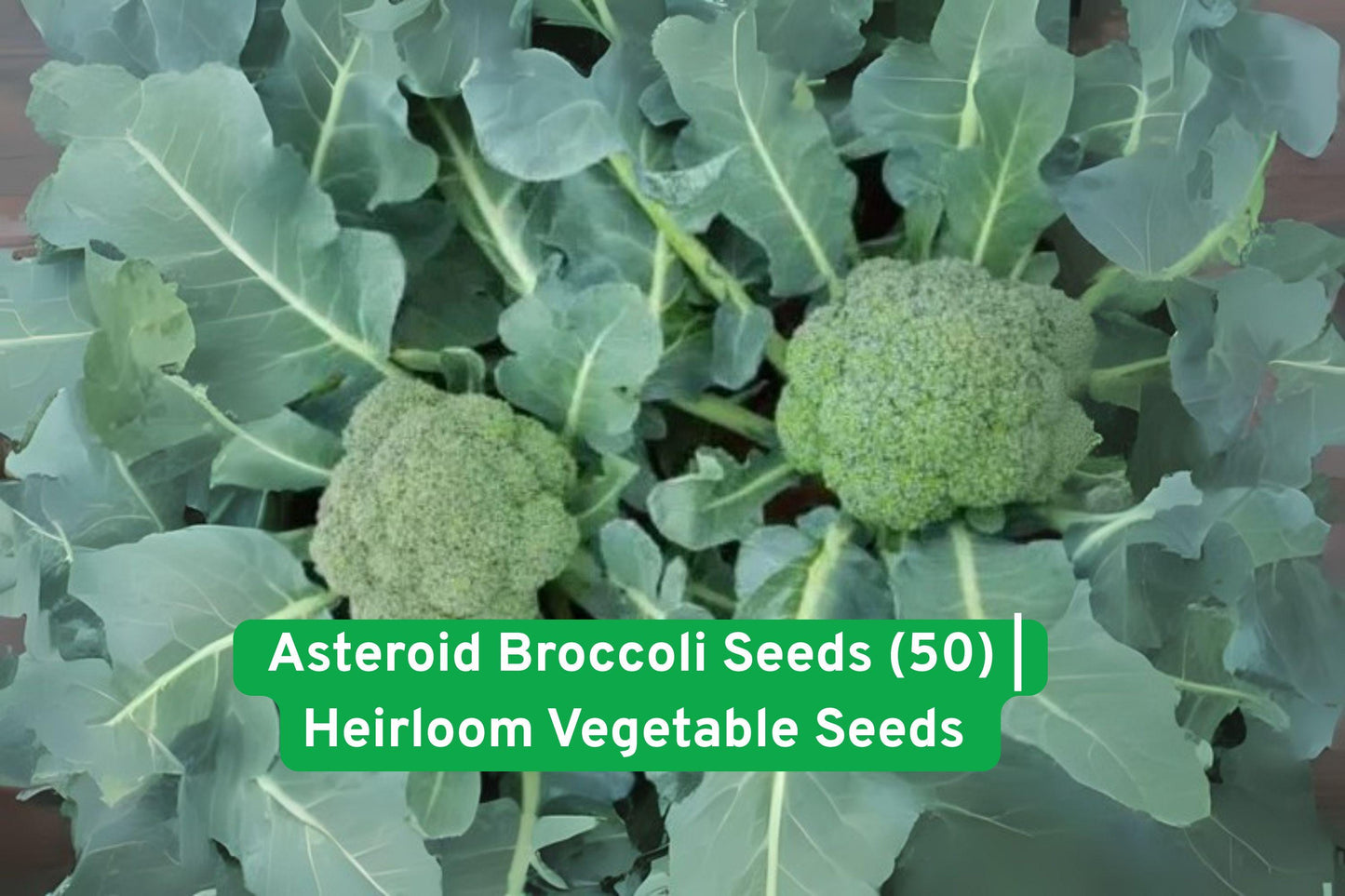 Asteroid Broccoli Seeds,Heirloom Broccoli Seeds,Heat Tolerant Vegetable,Summer Garden Seeds,Non-GMO Broccoli Seeds,Vegetable Seed Pack,Bunching Broccoli Seeds,Crown Cut Broccoli Seeds,Organic Broccoli Seeds,Vegetable Gardening Seeds,Heirloom Vegetable Seeds,High Germination Seeds,US Grown Broccoli Seeds
