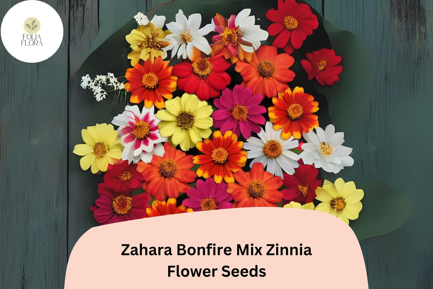 Zinnia Seeds – Zahara Bonfire Mix – Red, Orange, Yellow Blooms – Non-GMO, Annual Flower Seeds for Borders & Containers