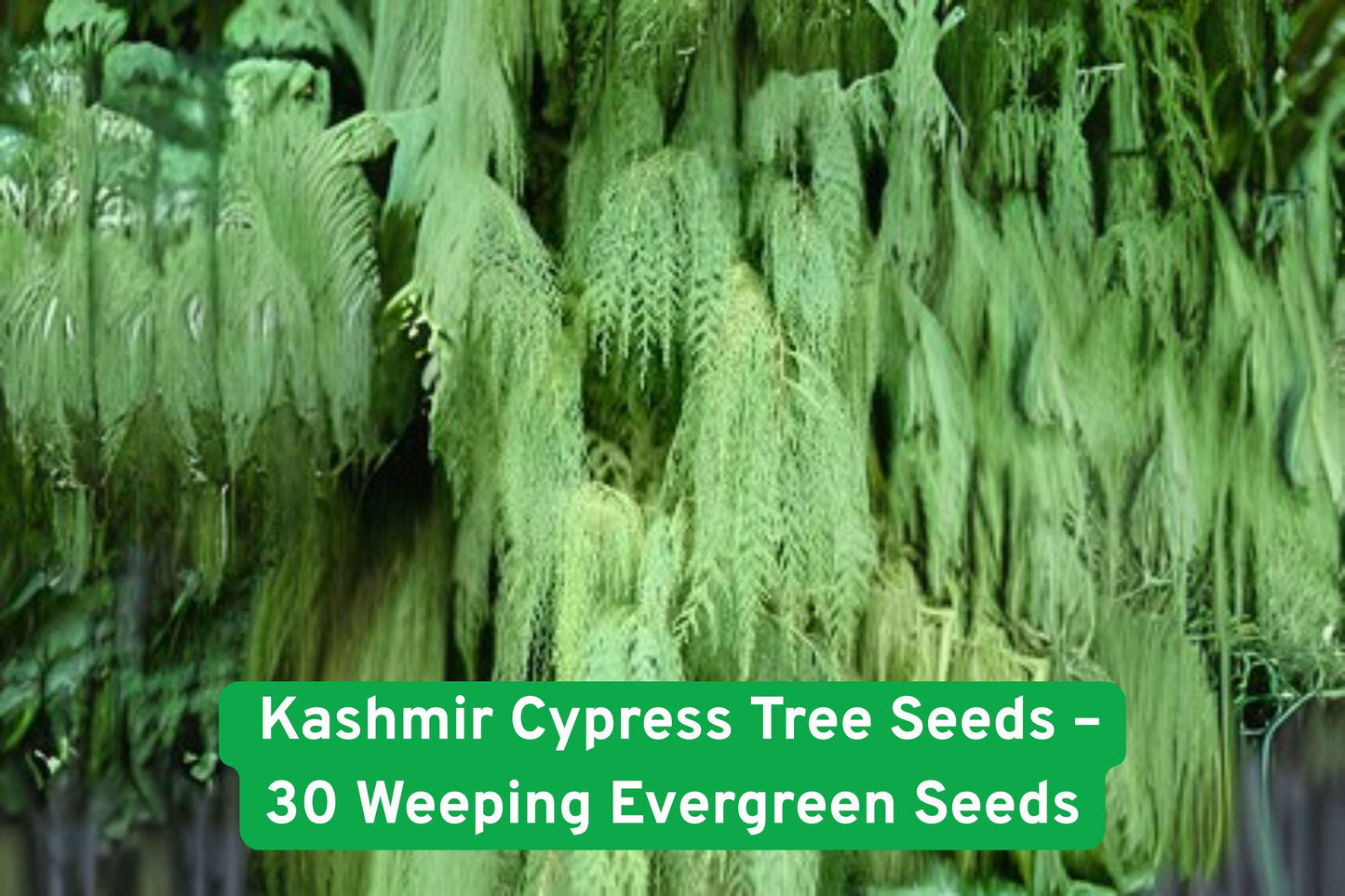 kashmir cypress seeds, weeping evergreen tree, ornamental landscape plant, hardy cypress seeds, drought tolerant tree, full sun tree seeds, non-GMO tree seeds, privacy screen plant, tall evergreen shrub, garden tree seeds, Iowa grown seeds, low maintenance tree, decorative conifer seeds
