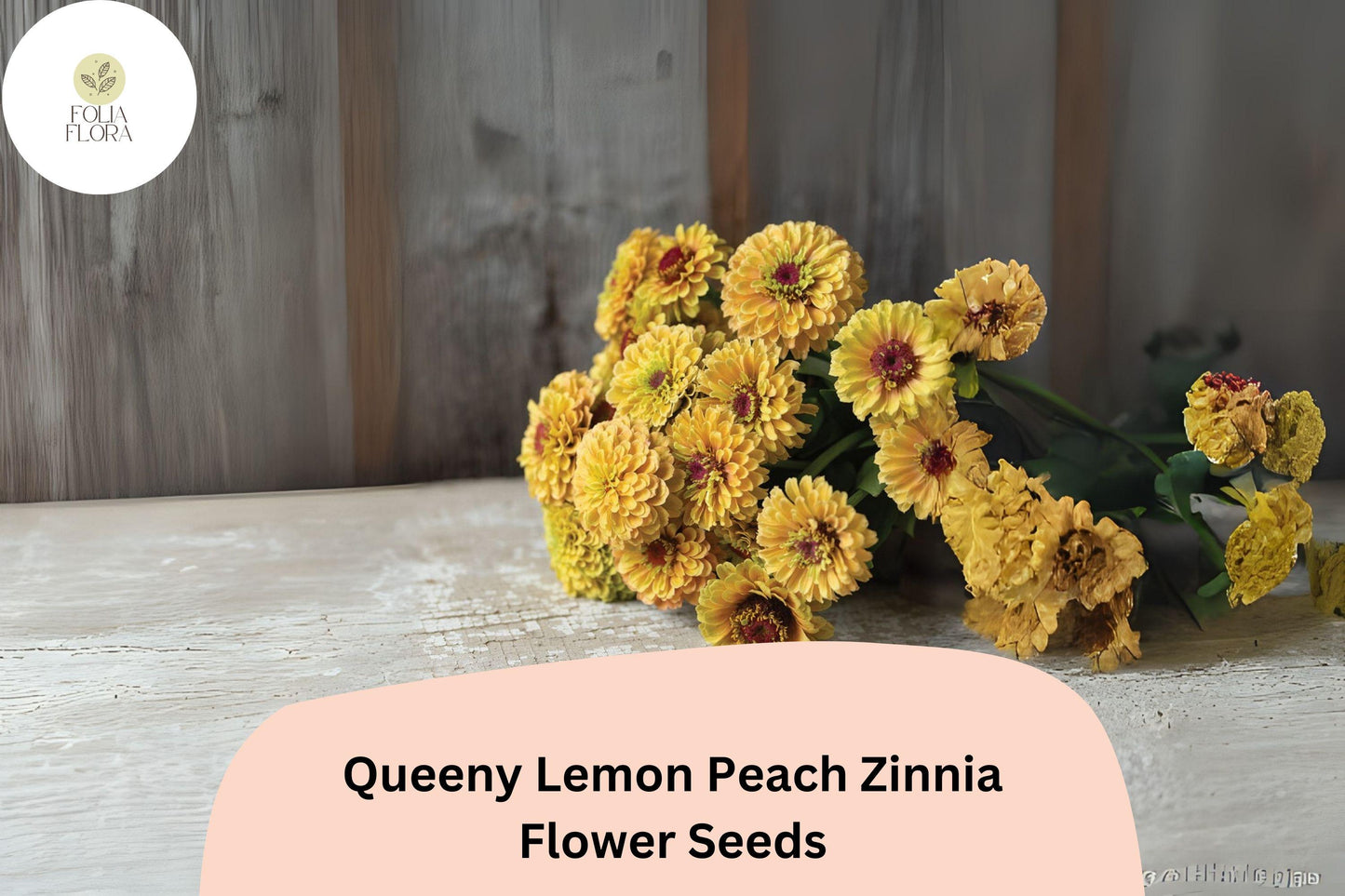 Queeny Lemon Peach Zinnia Seeds – Non-GMO, Multi-Toned Blooms, Zinnia elegans, 100+ Seeds