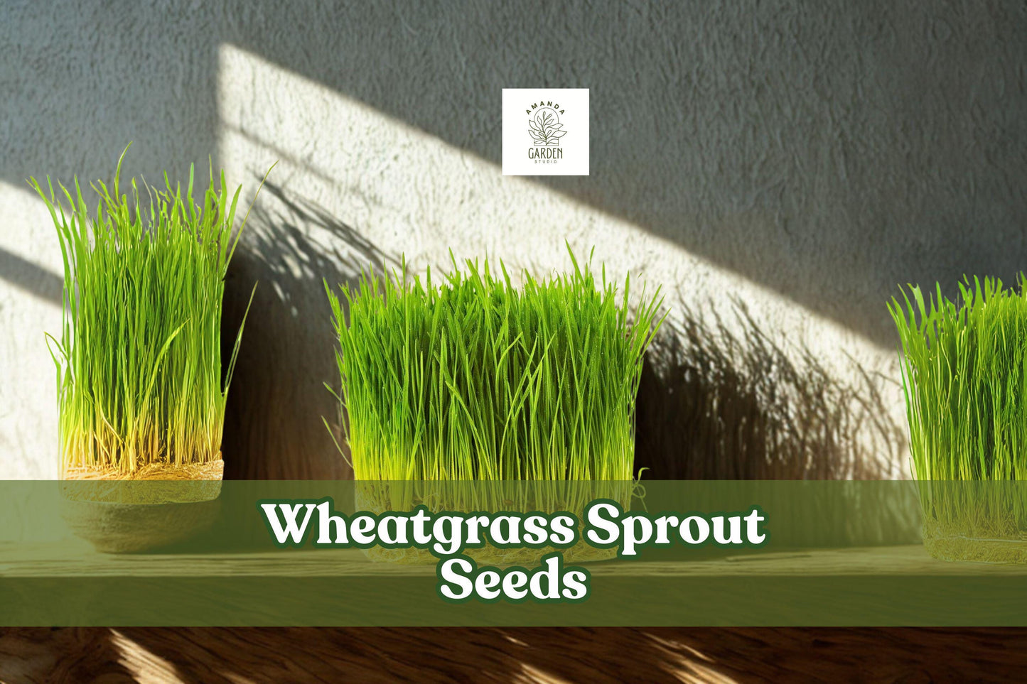 Wheatgrass Sprout Seeds Non-GMO for Juicing, Pet Grass & Indoor Gardening – Triticum aestivum, 500 Seeds
