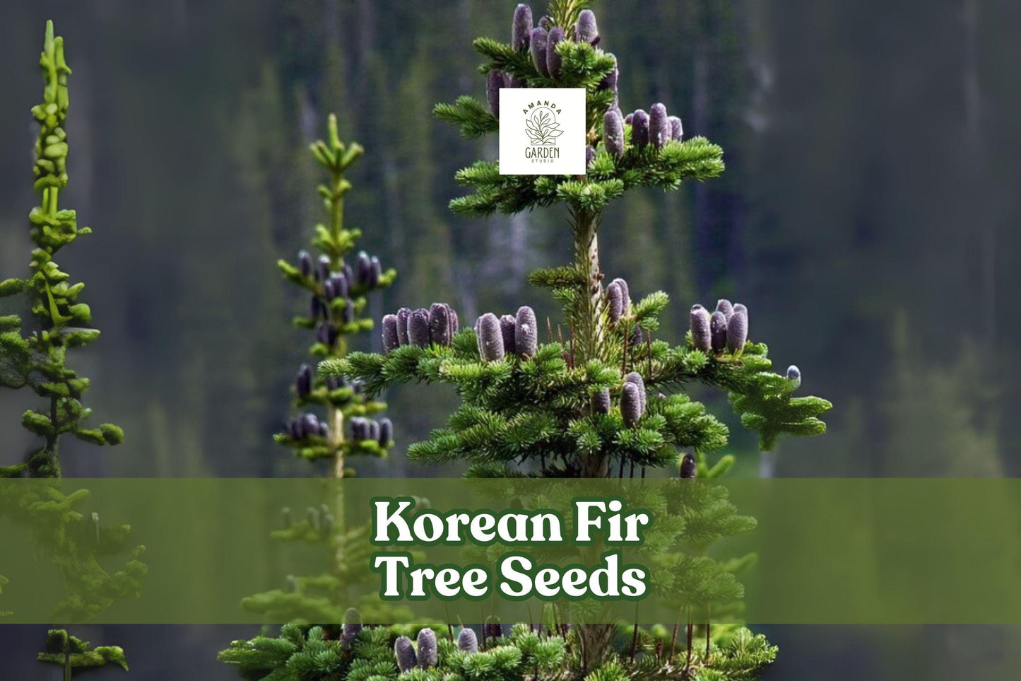 Korean Fir Tree Seeds, Abies koreana, Blue Cones, Evergreen Conifer, Ornamental, Bonsai-Friendly, 20 Fresh Seeds