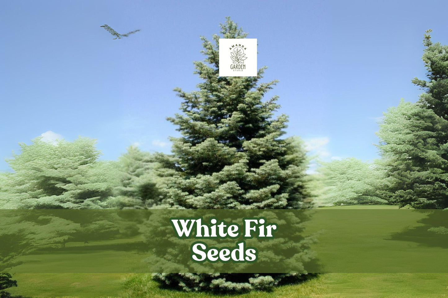 White Fir Tree Seeds, Abies concolor, Evergreen Bonsai, Silvery-Blue Needles, Cold Hardy, Landscape & Windbreak Seeds