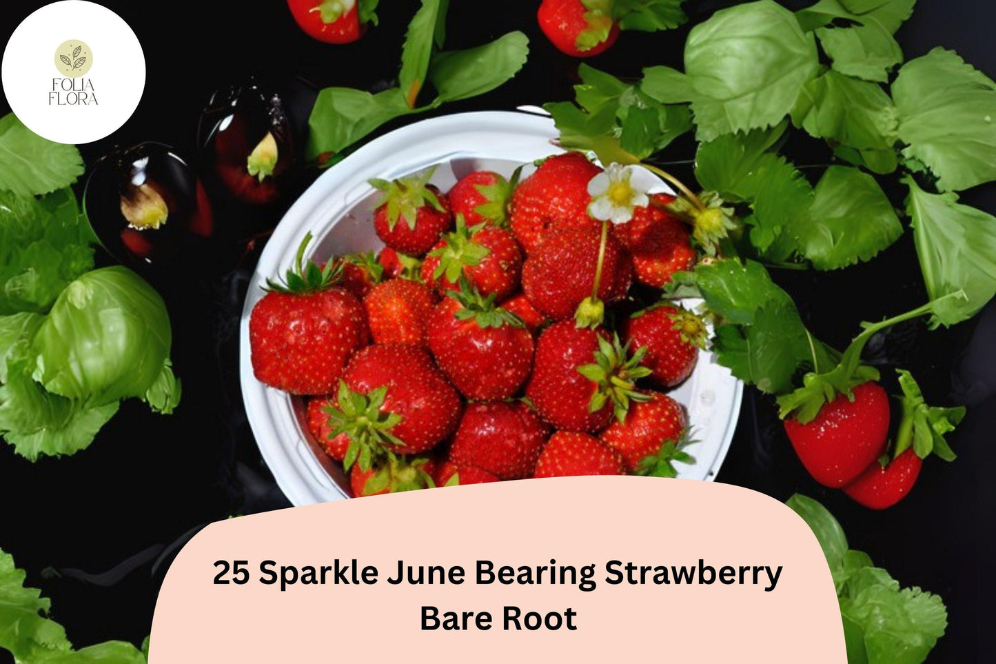 25 Live Bare Root Sparkle Strawberry Plants – June-Bearing Fragaria × ananassa, Red Fruit, Non-GMO Garden Fruit