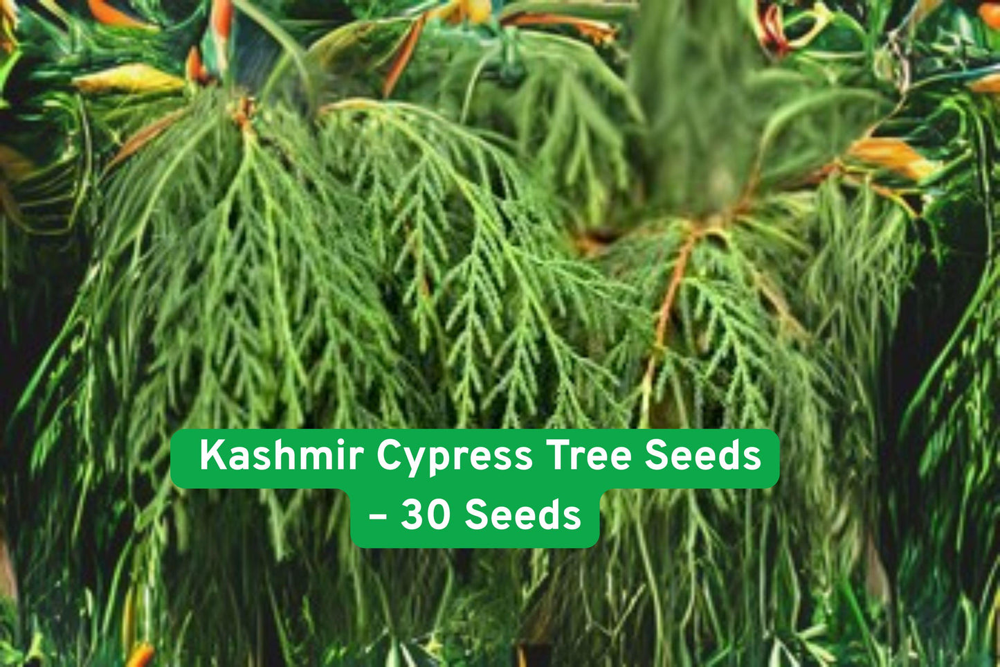 kashmir cypress seeds, weeping evergreen tree, bonsai tree seeds, blue-green foliage, ornamental garden plant, exotic landscape tree, slow grower seeds, drought tolerant plant, indoor outdoor plant, evergreen shrub seeds, decorative tree seeds, unique garden specimen, gift for gardeners