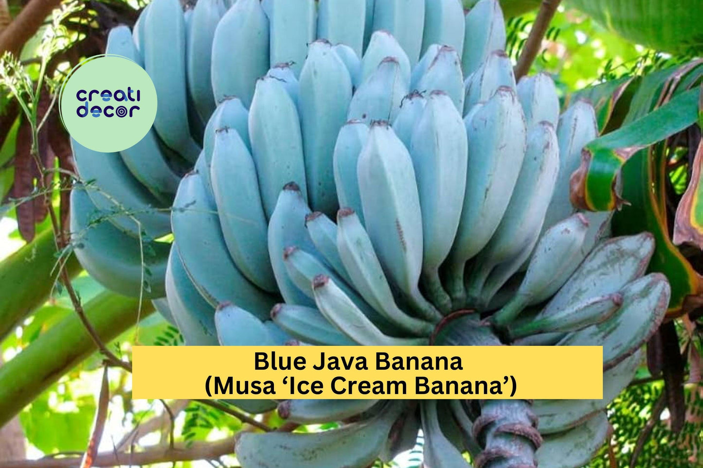 Blue Java Banana Plant | Rooted Starter | Musa ‘Ice Cream Banana’ Tropical Fruit Tree for Garden or Container