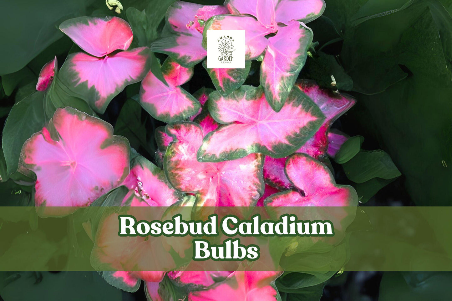 6 Rosebud Caladium Bulbs | Pink & Green Fancy Leaf | Caladium bicolor ‘Rosebud’ | Tropical Foliage Plant
