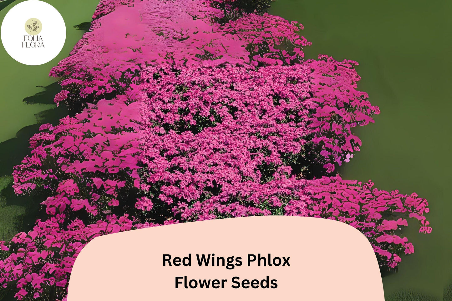 Red Wings Creeping Phlox Seeds – Groundcover Flowers, Phlox subulata, Bright Red Blooms, Perennial, Drought-Tolerant, Pollinator Attracting