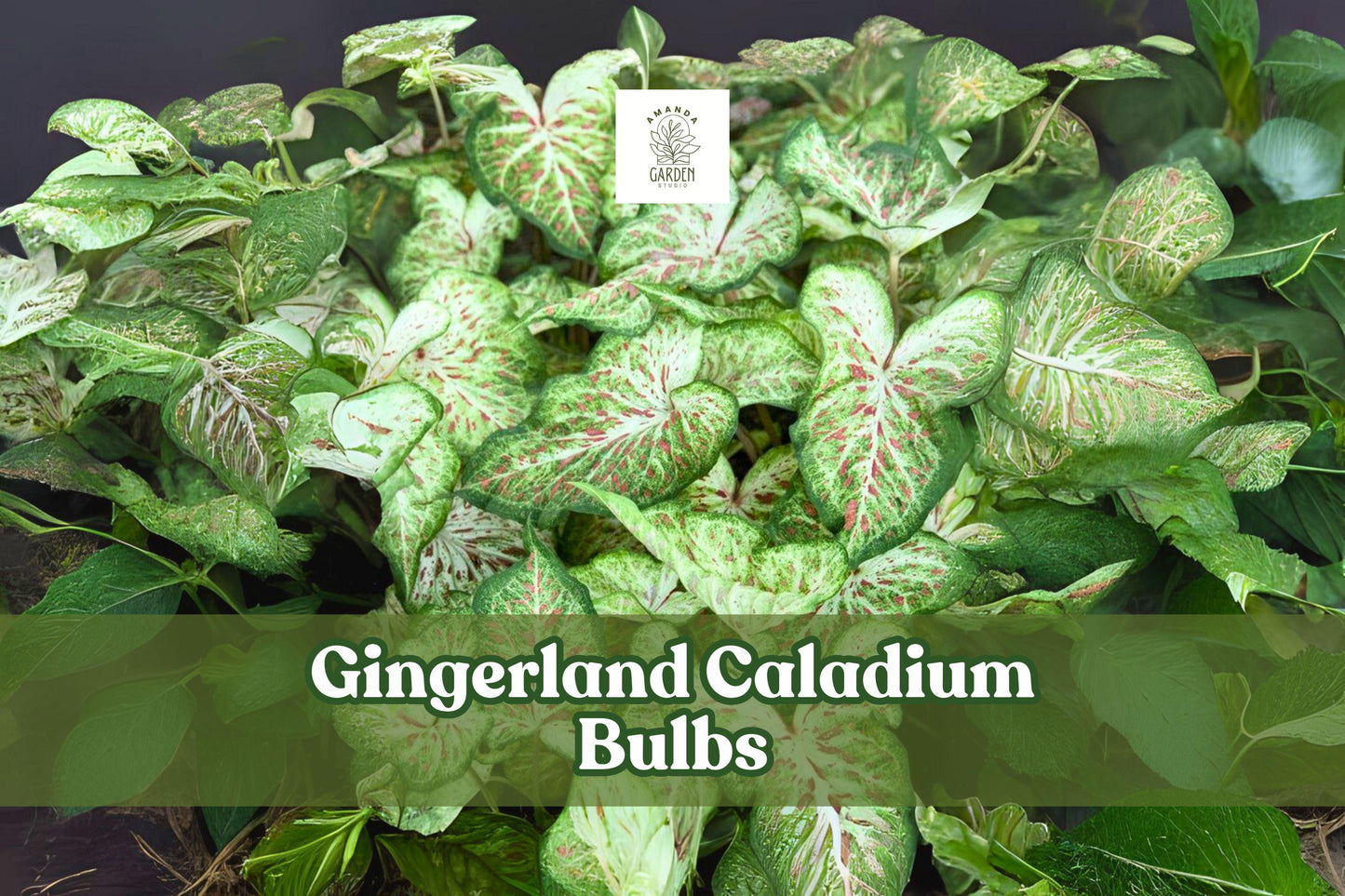 Gingerland Caladium Bulbs – Fancy Leaf Tropical Foliage, Pink Veins, Green Speckles, Live Tubers, Shade Garden, Indoor/Outdoor