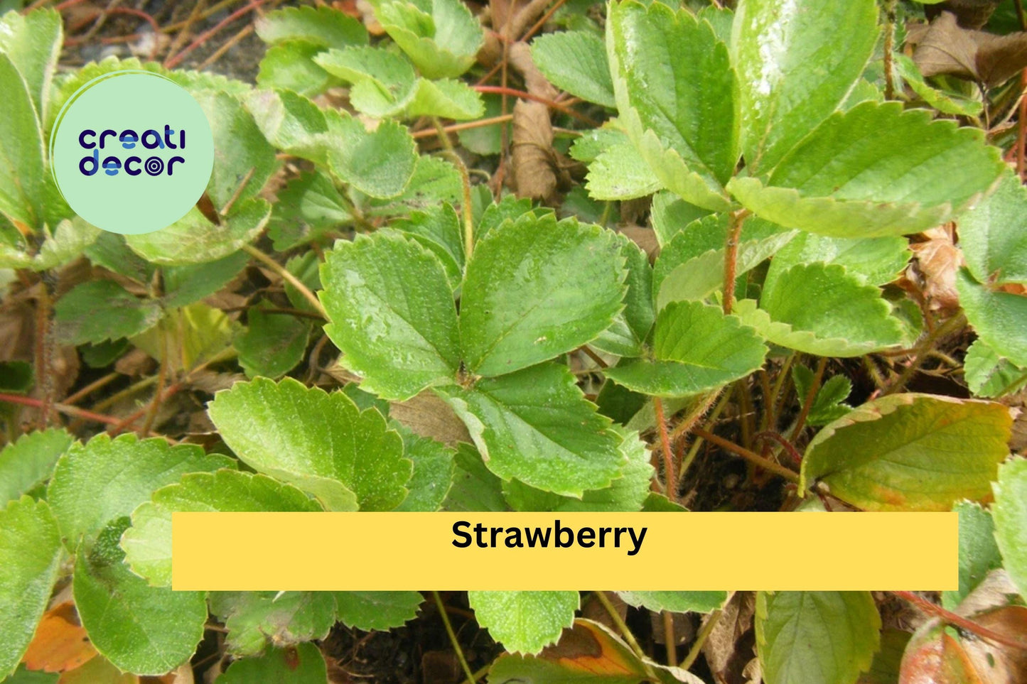Set of 5 Live Strawberry Plants | Bare Root Perennial Fruit Plants | Fragaria × ananassa for Home Gardens