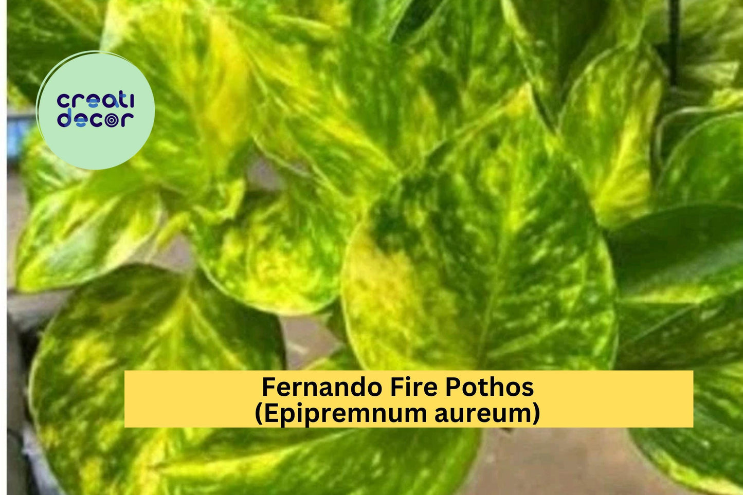 Fernando Fire Pothos Cuttings | Unrooted Indoor Plant Propagation Set of 3 | Epipremnum aureum Variegated Houseplant