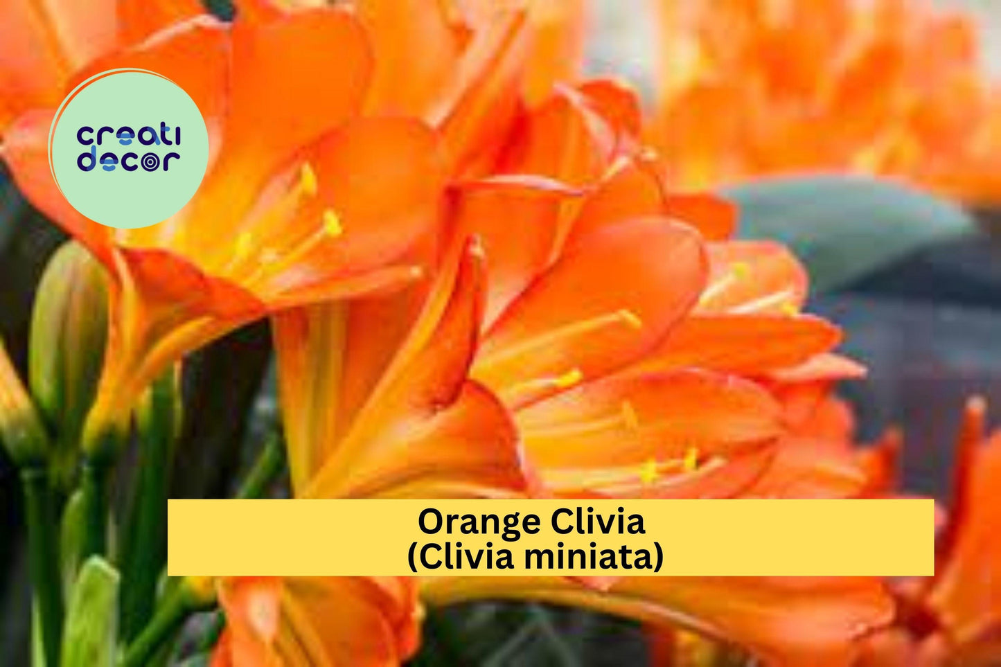 Orange Clivia Plant | Clivia miniata Bare Root Perennial Houseplant with Bright Orange Flowers