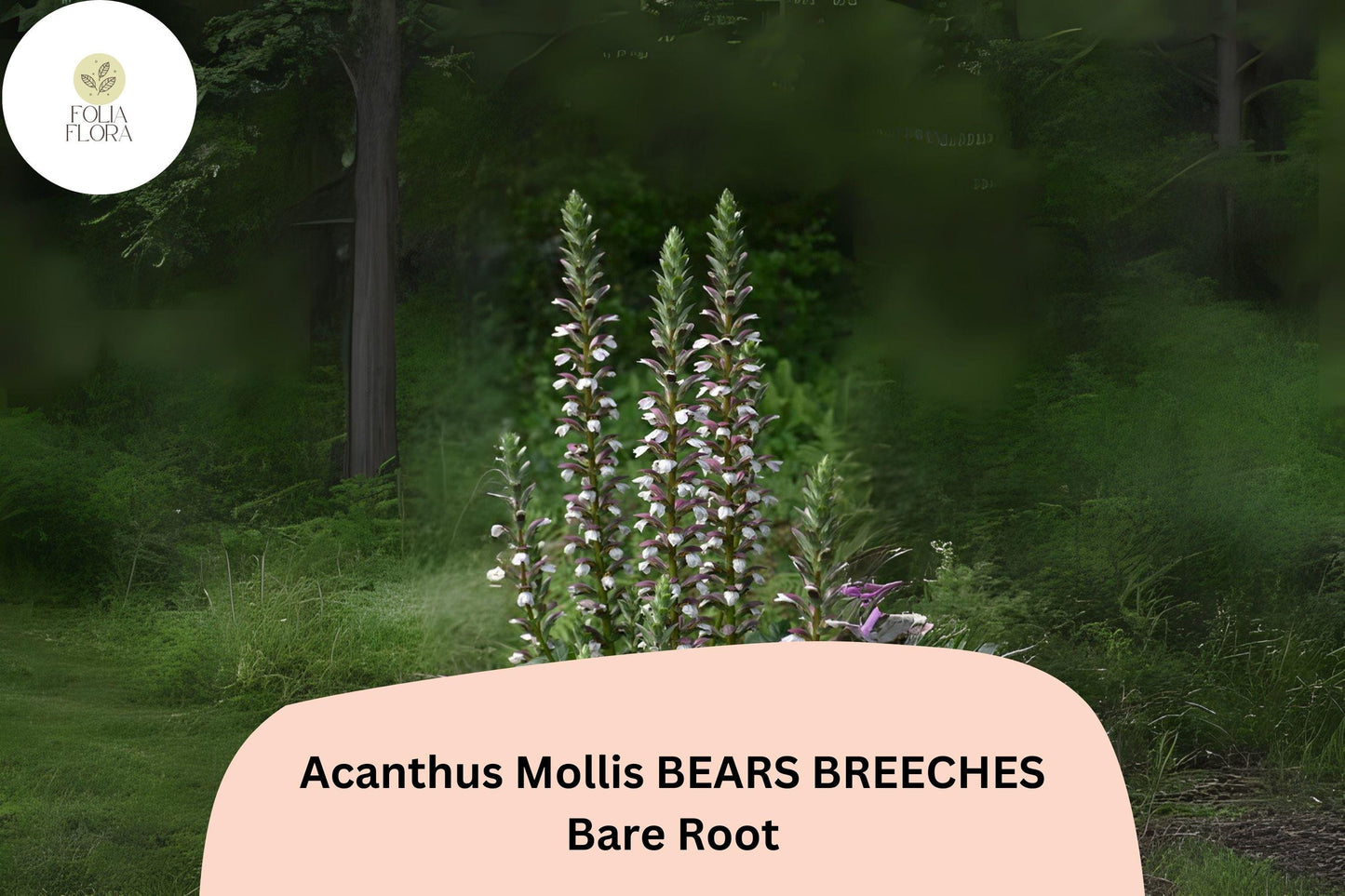 Acanthus mollis Bear’s Breeches Perennial Plant – 6” Live Purple & White Flowering Garden Border