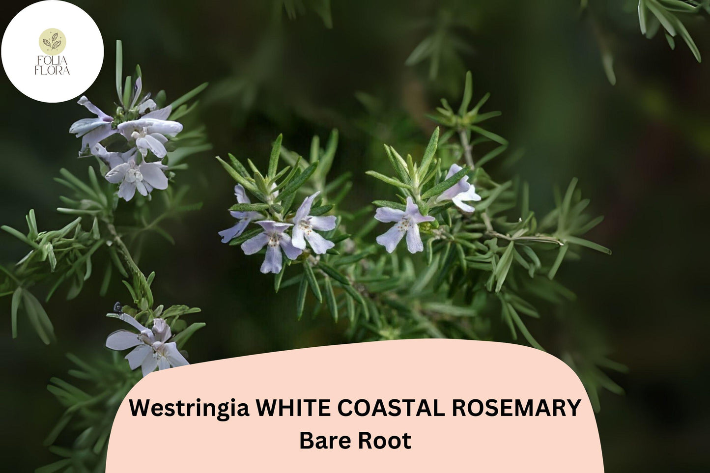 Westringia White Coastal Rosemary | 1 Live Rooted Evergreen Shrub with White Flowers | Westringia fruticosa