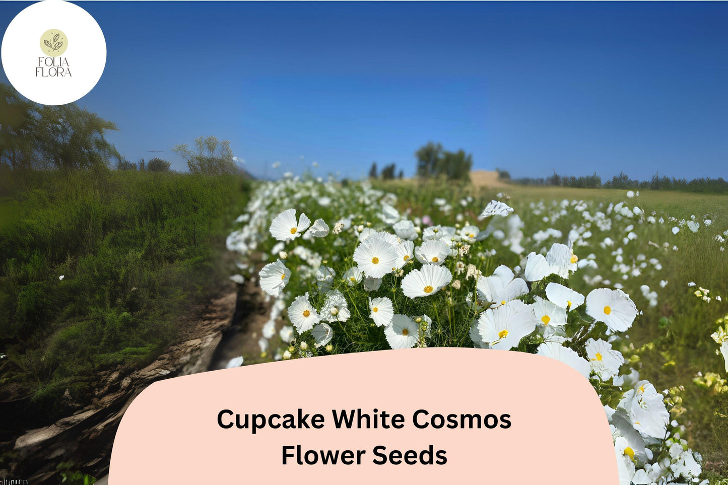 Cupcake White Cosmos Seeds | Semi-Double White Flowers | Cosmos bipinnatus ‘Cupcake White’ | Pollinator-Friendly Annual