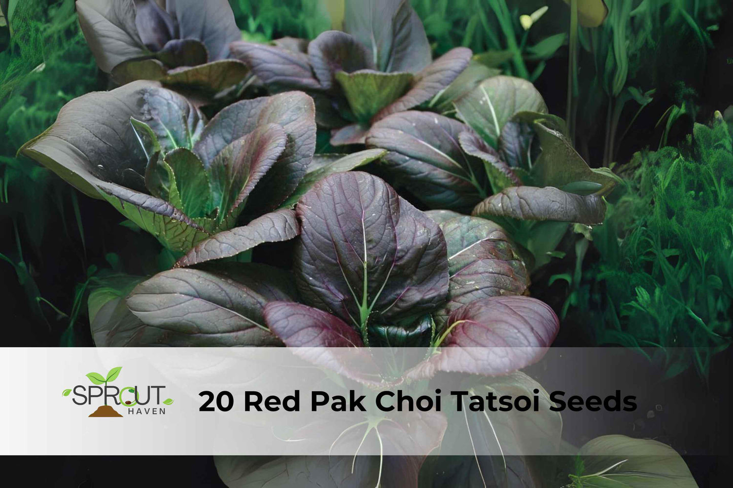 Asian Greens Seeds Mix – Red Pak Choi & Tatsoi, Brassica rapa, Fast-Growing, Cool-Season, Container-Friendly, 20 Seeds
