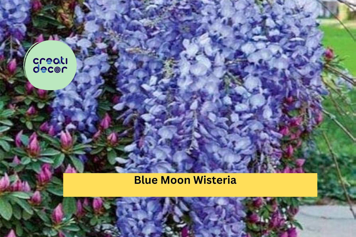 Blue Moon Wisteria Live Plant | 10–12 Inch Starter Vine | Fragrant Blue Lavender Flowers | Wisteria macrostachya
