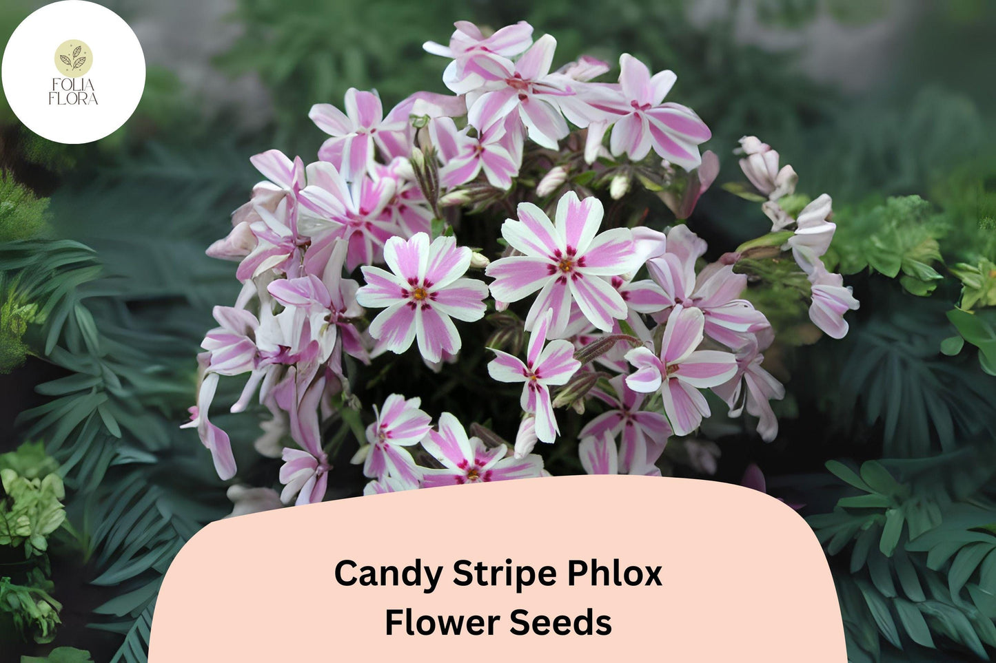 Candy Stripe Phlox Seeds – Pink & White Ground Cover Flowers, Creeping Perennial, Phlox subulata, Bright Spring Blooms