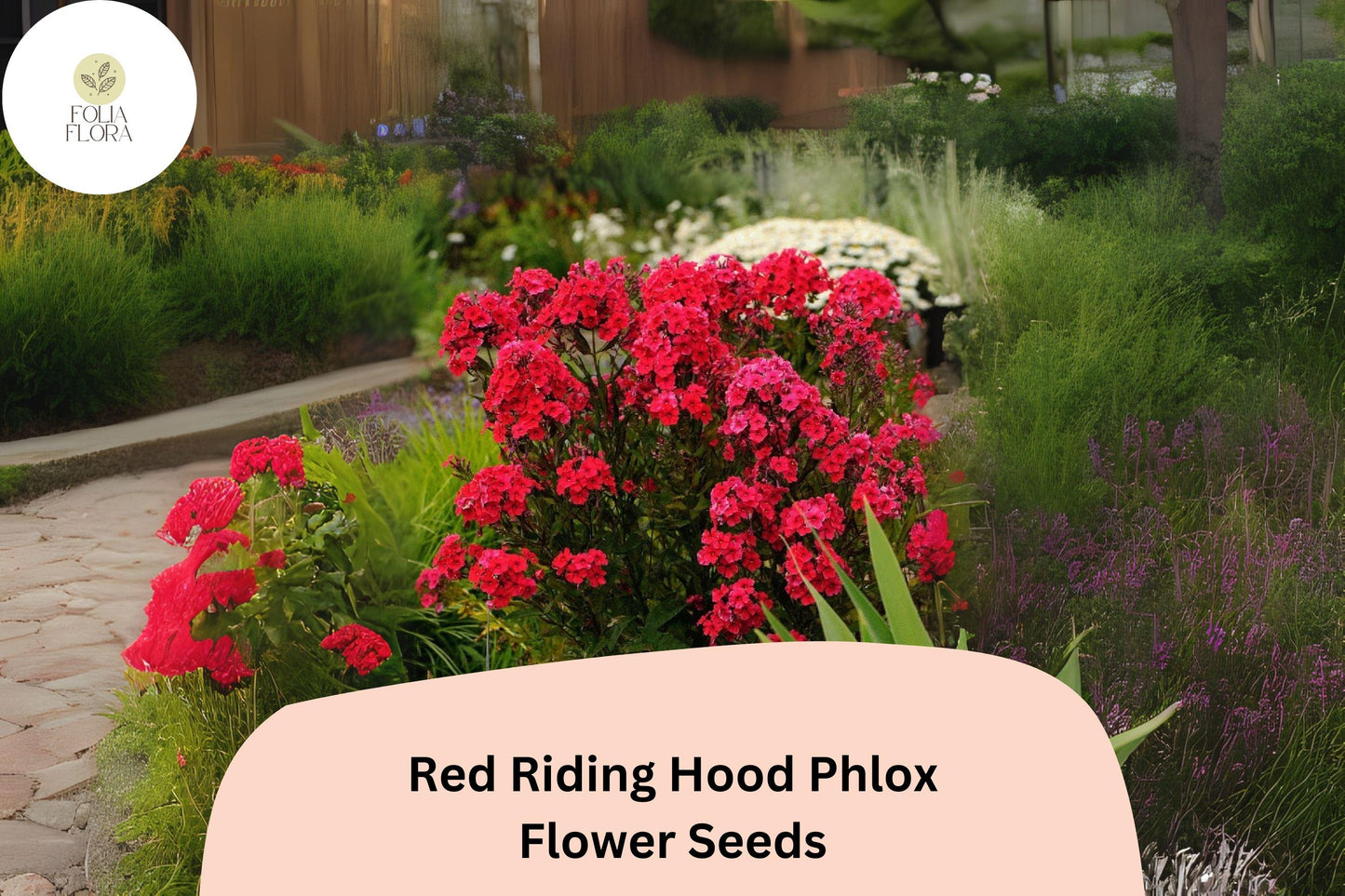 Red Riding Hood Phlox Seeds – Bright Red Perennial Flowers for Borders & Pollinator Gardens – Phlox paniculata