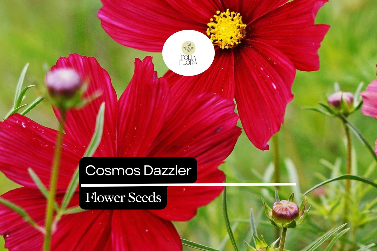 Dazzler Cosmos Seeds | Magenta-Red Flowers | Pollinator-Friendly Annual | Cosmos bipinnatus