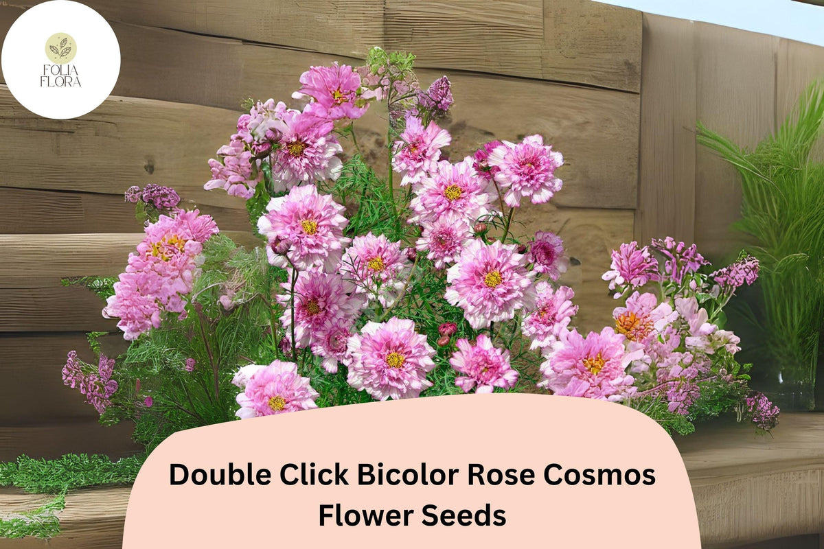 Double Click Bicolor Rose Cosmos Seeds | Pink & White Flowers | Cosmos bipinnatus ‘Double Click Bicolor Rose’