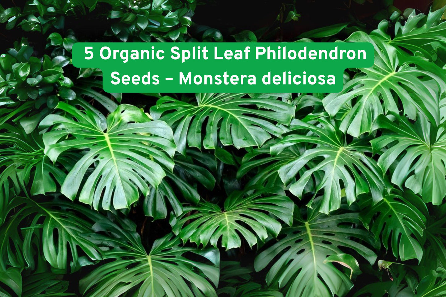 monstera seeds, Swiss Cheese Plant, tropical houseplant, indoor plant seeds, split leaf philodendron, organic plant seeds, climbing vine plant, lush greenery, large leaf plant, tropical foliage, container garden plant, exotic houseplant, jungle plant seeds
