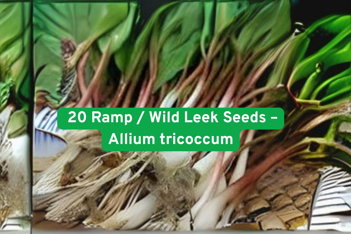 ramp seeds, wild leek seeds, allium tricoccum, perennial vegetable seeds, shade-loving herb, woodland garden plant, edible landscape plant, native North American plant, white flowering plant, heirloom vegetable seeds, naturalized garden plant, hardy perennial seeds, woodland edible plant