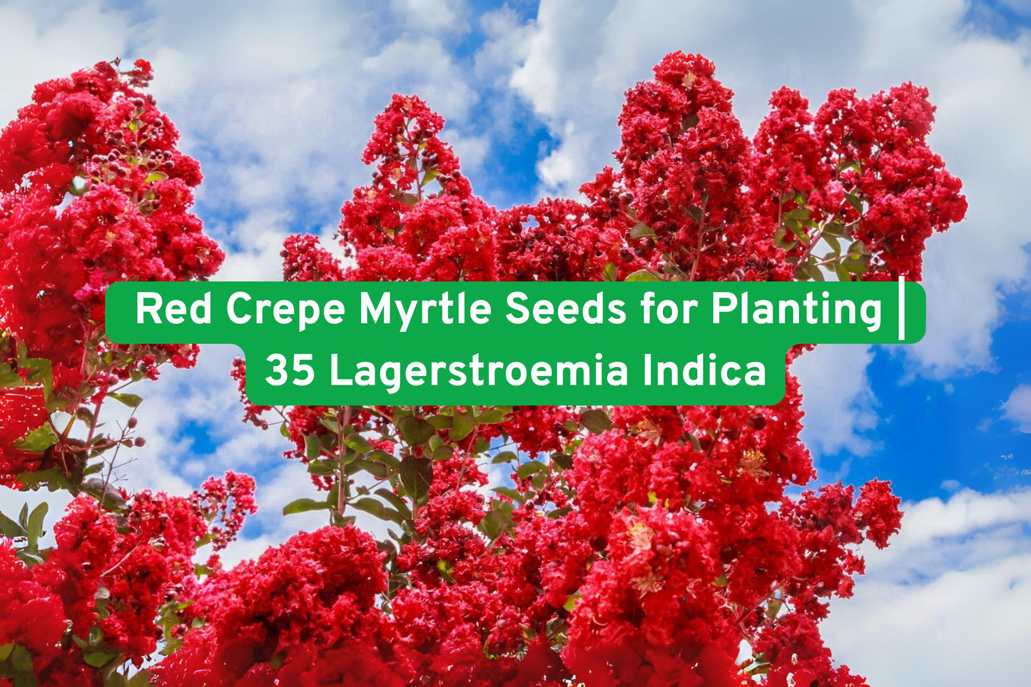 Red Crepe Myrtle Seeds, Flowering Shrub Seeds, Lagerstroemia Indica Seeds, Bright Red Flower Seeds, Drought Tolerant Garden Seeds, Pollinator Attracting Seeds, Small Tree Seeds, Summer Bloom Seeds, Garden Landscaping Seeds, Colorful Foliage Seeds, Low Maintenance Plant Seeds, Spring Bloom Seeds, DIY Garden Gift Seeds