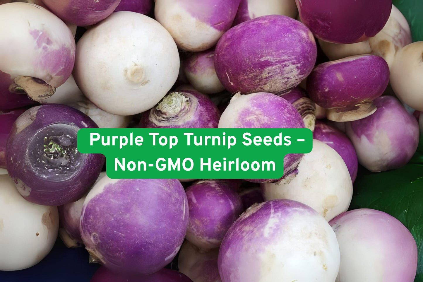 purple turnip seeds, heirloom vegetable seeds, non-GMO root vegetables, garden turnip bulbs, cool weather turnip, backyard vegetable seeds, edible greens seeds, spring planting seeds, fall garden turnip, raised bed vegetable seeds, nutritious root crop, easy grow turnip, vegetable seed packets