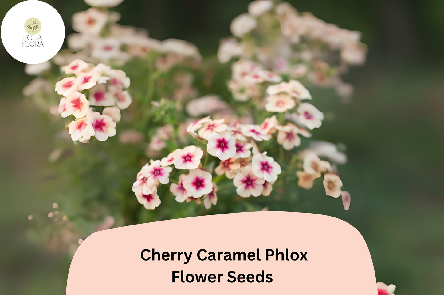 Cherry Caramel Phlox Seeds | Unique Rose-Cream Blooms | Phlox drummondii | Annual Flower for Borders & Containers