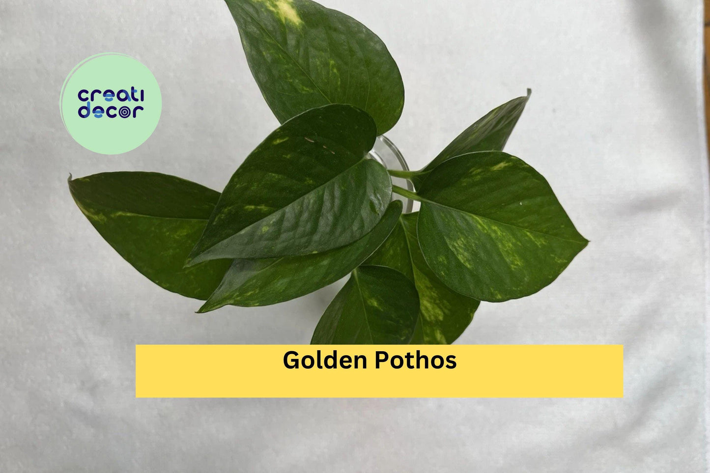 Golden Pothos Cuttings | Set of 4 Live Rooted Epipremnum aureum Indoor Vines for Hanging Baskets & Houseplants