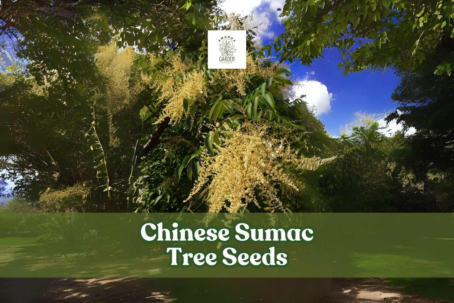 Chinese Sumac Tree Seeds – Rhus chinensis Ornamental Shrub with Vibrant Fall Foliage, Drought Tolerant, Wildlife Friendly, 30 Seeds