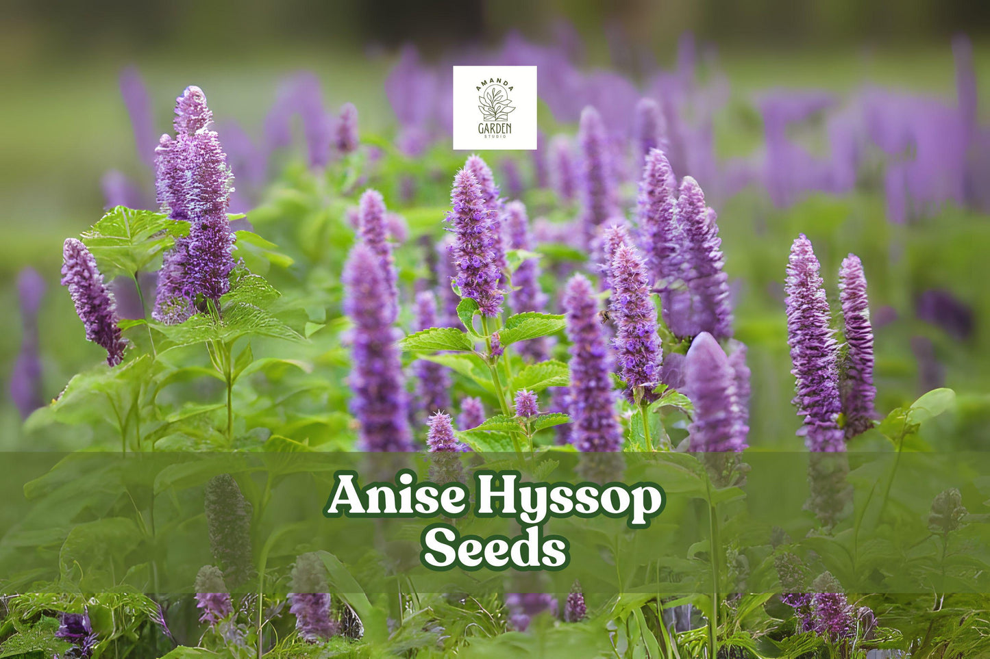 200 Anise Hyssop Seeds (Agastache foeniculum) – Pollinator-Friendly Wildflower, Fragrant Lavender Spikes, Drought Tolerant, Non-GMO